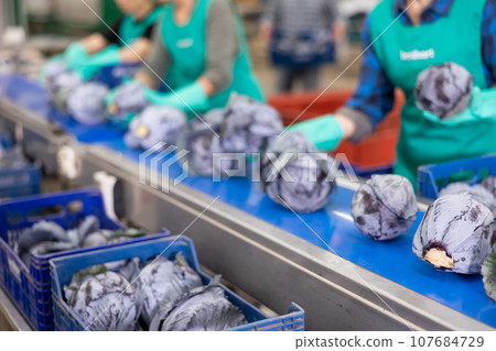 View of red cabbage on conveyor belt of sorting production line at vegetable factory 107684729