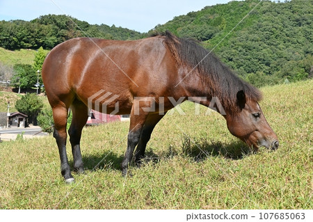 Kuragaike Park Tourist Farm 107685063