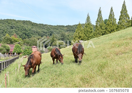 Kuragaike Park Tourist Farm 107685078