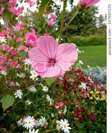 Iceland Summer Akureyri Botanical Garden American Floss 107685370