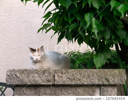 real sleeping cat 107685454