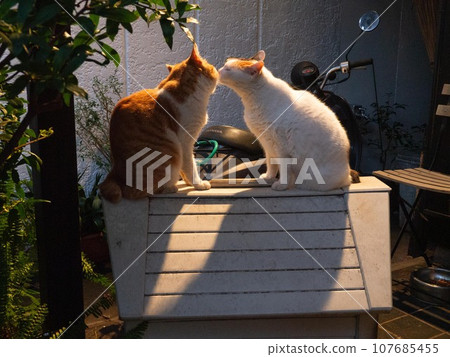 friendly cat kiss 107685455