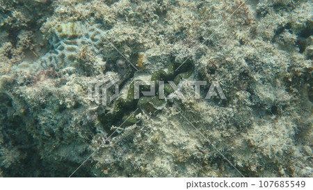 Green giant clam living in the sea Green giant clam living in the sea 107685549
