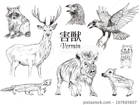 一組不同姿勢的動物 107685607