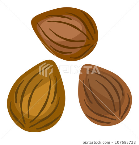 杏仁是一種傳統中草藥成分的向量圖解。 杏仁是一種傳統中草藥成分的向量圖解。 107685728