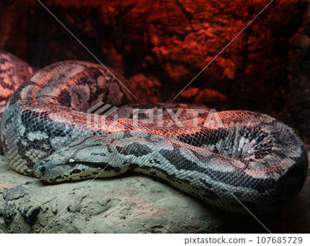 dumerils ground boa lying on a red background dumerils ground boa lying on a red background 107685729