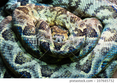 corallus hortulanus rolled into a ball 107685732