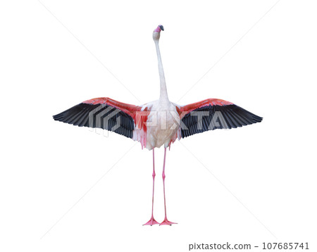 Pink flamingo with spread wings isolated on white background Pink flamingo with spread wings isolated on white background 107685741