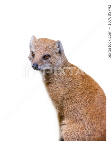 portrait of a yellow mongoose on isolated on white background portrait of a yellow mongoose on isolated on white background 107685742