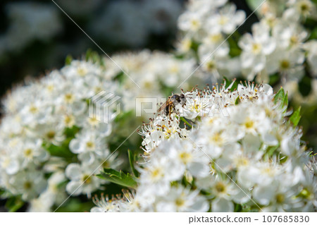 Close-up of a branch of midland hawthorn or crataegus laevigata with a blurred background photographed in the garden of herbs and medicinal plants Close-up of a branch of midland hawthorn or crataegus laevigata with a blurred background photographed in the garden of herbs and medicinal plants 107685830