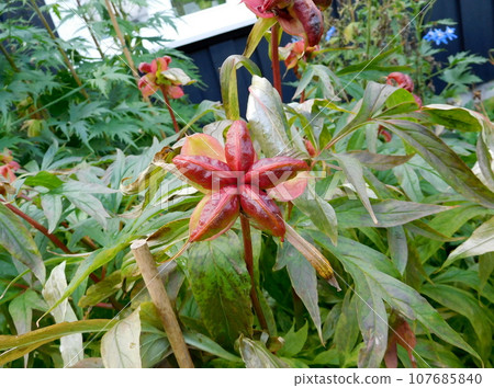 冰島夏季阿庫雷裡植物園紅花種子 冰島夏季阿庫雷裡植物園紅花種子 107685840