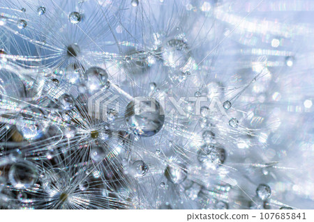 Water droplets on a Dandelion flower macro close-up morning sunshine with bokeh lights. Dandelion seed with reflection Water droplets on a Dandelion flower macro close-up morning sunshine with bokeh lights. Dandelion seed with reflection 107685841