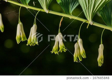 Polygonatum multiflorum, the Solomon's seal, David's harp, ladder-to-heaven or Eurasian Solomon's seal, is a species of flowering plant in the family Asparagaceae Polygonatum multiflorum, the Solomon's seal, David's harp, ladder-to-heaven or Eurasian Solomon's seal, is a species of flowering plant in the family Asparagaceae 107685848