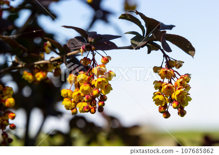 Berberis thunbergii japanese barberry ornamental flowering shrub, group of beautiful small yellow petal flowers in bloom, purple reddish leaves Berberis thunbergii japanese barberry ornamental flowering shrub, group of beautiful small yellow petal flowers in bloom, purple reddish leaves 107685862