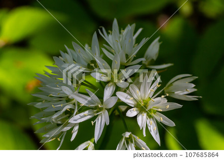 Beautiful blooming white flowers of ramson - wild garlic Allium ursinum plant in homemade garden. Close-up. Organic farming, healthy food, BIO viands, back to nature concept Beautiful blooming white flowers of ramson - wild garlic Allium ursinum plant in homemade garden. Close-up. Organic farming, healthy food, BIO viands, back to nature concept 107685864