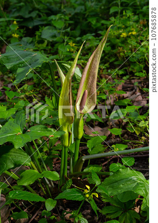 Cuckoopint or Arum maculatum arrow shaped leaf, woodland poisonous plant in family Araceae. arrow shaped leaves. Other names are nakeshead, adder's root, arum, wild arum, arum lily, lords-and-ladies 107685878