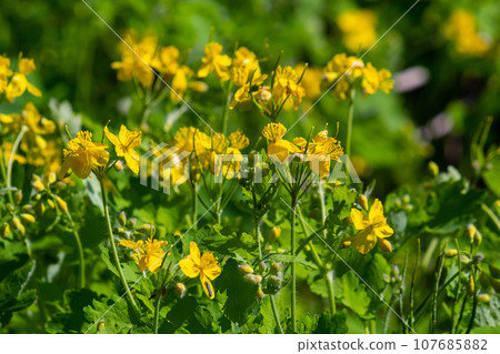 Macro photo of nature yellow flowers of celandine. Background blooming flowers plant celandine 107685882