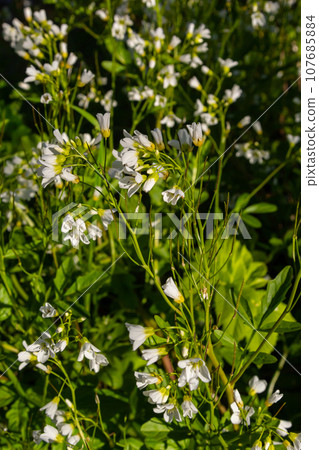 Cardamine amara, known as large bitter-cress. Spring forest. floral background of a blooming plant Cardamine amara, known as large bitter-cress. Spring forest. floral background of a blooming plant 107685884