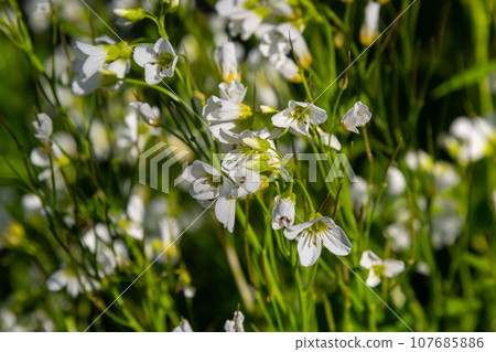 Cardamine amara, known as large bitter-cress. Spring forest. floral background of a blooming plant 107685886