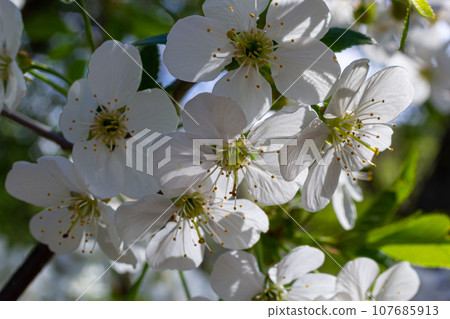 Selective focus of beautiful branches of cherry blossoms on the tree under blue sky, Beautiful Sakura flowers during spring season in the park, Floral pattern texture, Nature background Selective focus of beautiful branches of cherry blossoms on the tree under blue sky, Beautiful Sakura flowers during spring season in the park, Floral pattern texture, Nature background 107685913