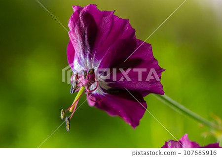 Dark purple dusky flowers in the garden, selective focus with green bokeh background - Geranium faeum Dark purple dusky flowers in the garden, selective focus with green bokeh background - Geranium faeum 107685916