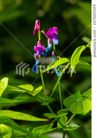 Lathyrus vernus in bloom, early spring vechling flower with blosoom and green leaves growing in forest, macro 107685924