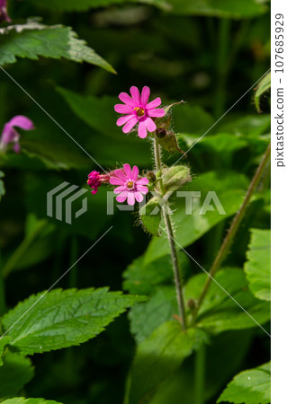 Silene dioica Melandrium rubrum, known as red campion and red catchfly, is a herbaceous flowering plant in the family Caryophyllaceae. Red campion Silene dioica Melandrium rubrum, known as red campion and red catchfly, is a herbaceous flowering plant in the family Caryophyllaceae. Red campion 107685929
