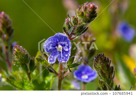 Closeup on the brlliant blue flowers of germander speedwell, Veronica chamaedrys growing in spring in a meadow, sunny day, natural environment Closeup on the brlliant blue flowers of germander speedwell, Veronica chamaedrys growing in spring in a meadow, sunny day, natural environment 107685941