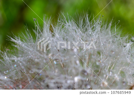 Water droplets on a Dandelion flower macro close-up morning sunshine with bokeh lights. Dandelion seed with reflection 107685949