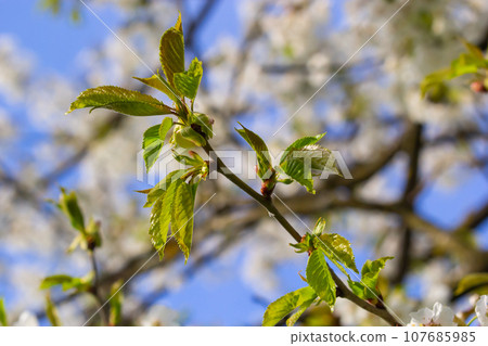 Selective focus of beautiful branches of cherry blossoms on the tree under blue sky, Beautiful Sakura flowers during spring season in the park, Floral pattern texture, Nature background Selective focus of beautiful branches of cherry blossoms on the tree under blue sky, Beautiful Sakura flowers during spring season in the park, Floral pattern texture, Nature background 107685985