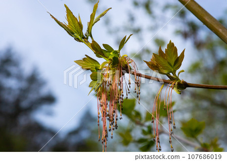 The ash-leaved maple Acer negundo flowers in early spring, sunny day and natural environment, blurred background 107686019