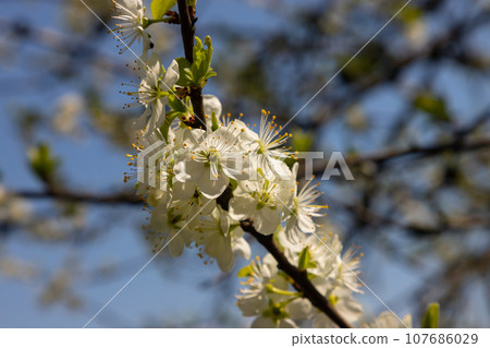 Selective focus of beautiful branches of plum blossoms on the tree under blue sky, Beautiful Sakura flowers during spring season in the park, Floral pattern texture, Nature background Selective focus of beautiful branches of plum blossoms on the tree under blue sky, Beautiful Sakura flowers during spring season in the park, Floral pattern texture, Nature background 107686029