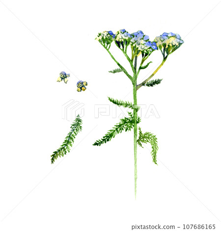 Hand-drawn watercolor botanical illustration of the yarrow. Milfoil drawing. 107686165