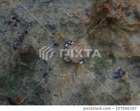 White coral hermit crab seen from above White coral hermit crab seen from above 107686387