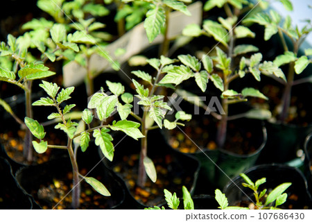 許多櫻桃番茄幼苗已發芽,生長迅速 許多櫻桃番茄幼苗已發芽,生長迅速 107686430