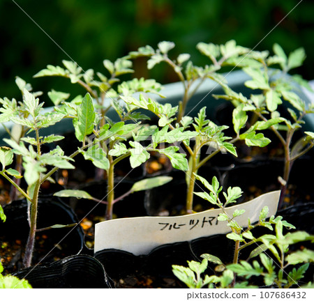 I look forward to seeing the cherry tomato seedlings growing rapidly every day. I look forward to seeing the cherry tomato seedlings growing rapidly every day. 107686432
