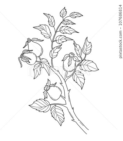 Rosehip branch. Hand drawn linear drawing of branch with seasonal rosehip fruit and leaves. Vector outline illustration 107686814