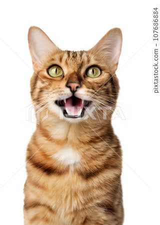 Funny portrait of a happy smiling bengal cat Funny portrait of a happy smiling bengal cat 107686884