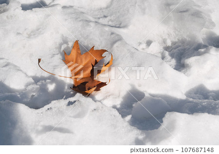 dry orange maple leaf lies on the snow dry orange maple leaf lies on the snow 107687148