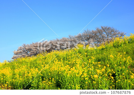 Rapeseed flowers and cherry blossoms blooming on the bank/Watarase Yusuichi 107687876