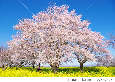盛開的櫻花和油菜花 / 栃木縣小山市渡良瀨水庫 107687897