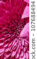 Pink chrysanthemum flower close-up background splash macro 107688494