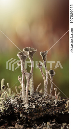 Cladonia lichen in forest, vertical Cladonia lichen in forest, vertical 107689033