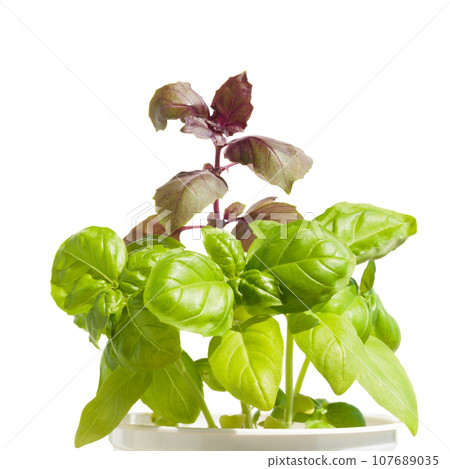 Variation of basil plants 107689035