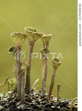 Group of cup lichen Group of cup lichen 107689036