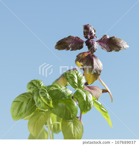 Variation of basil plants 107689037