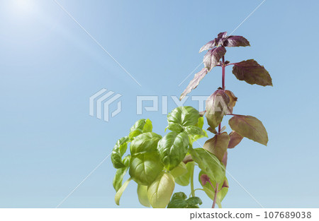 Basil plants in sunny day 107689038