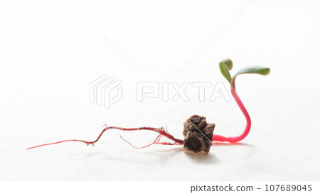 Sprout of red beet growing from seed 107689045