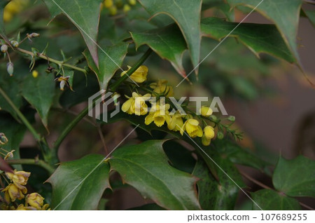 可愛的黃花冬青 107689255