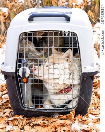 Way to keep sled dogs warm between riding: cage with Siberian husky dogs resting after dogsledding 107689394